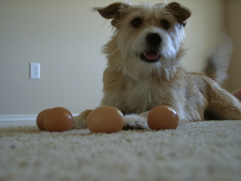 Abe and the eggs