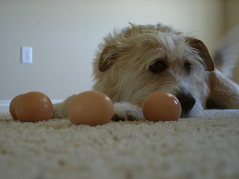 Abe and the eggs - part II