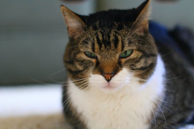 Forgiveness is a one-way street when a cat is involved.