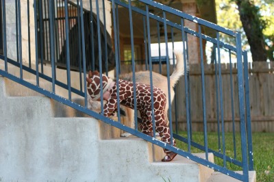 Giraffe. Dog. Same thing when you're so small.